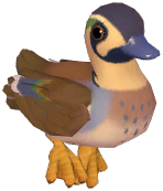 Baikal Teal