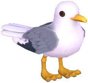 Seagull