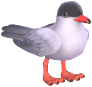 Tern
