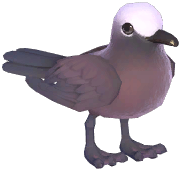 Brown Noddy