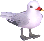 Audouin's Gull