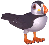 Atlantic Puffin