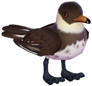 Pomarine Skua