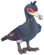 Red-Faced Cormorant