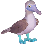 Blue-Footed Booby