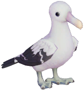 Wandering Albatross