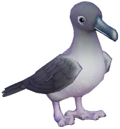 Grey-mantled Albatross