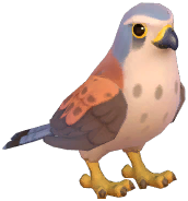 Common Kestrel