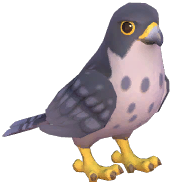 Peregrine Falcon