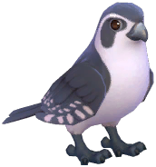 Pied Falconet