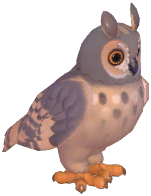 Long-Eared Owl