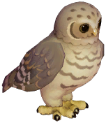 Palau Scops Owl