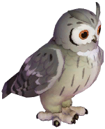 Northern White-Faced Owl