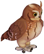 Eastern Screech Owl