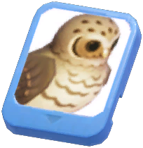Info Card (Palau Scops Owl)