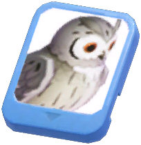 Info Card (Northern White-Faced Owl)