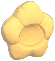 Star Head