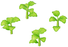 Cape Gooseberry Plant
