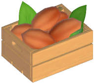 Cocoa Bean