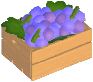 Grape