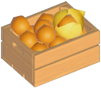 Cape Gooseberry