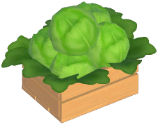 Lettuce