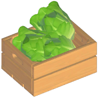 Romaine Lettuce
