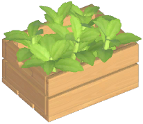 Lemon Verbena