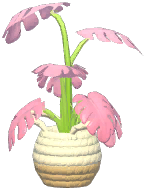 Pink Mood Swiss Cheese Plant
