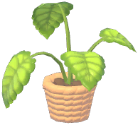 Potted Green Apple Arrowroot