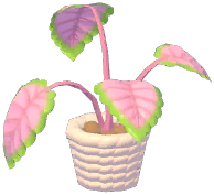 Potted Green Apple Arrowroot