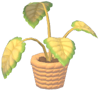 Potted Green Apple Arrowroot