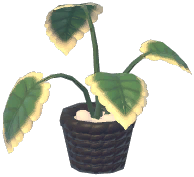 Potted Green Apple Arrowroot