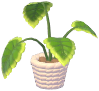 Potted Green Apple Arrowroot