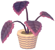Potted Green Apple Arrowroot