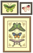 Insect Wall Art Set #1