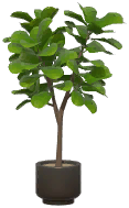 Potted Fiddle Leaf Fig