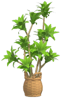 Potted Song of India