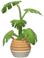 Potted Swiss Cheese Plant