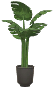 Potted Swiss Cheese Plant