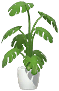 Potted Swiss Cheese Plant