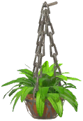 Potted Spider Plant