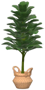 Potted Fiddle Leaf Fig