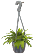 Potted Spider Plant