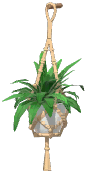 Potted Spider Plant