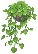 Potted Golden Pothos