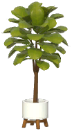 Potted Fiddle Leaf Fig