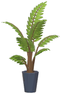 Potted Areca Palm