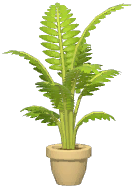 Potted Areca Palm