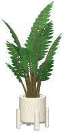 Potted Areca Palm